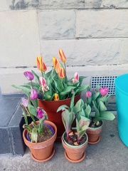 Tulip bulbs - plant BEFORE or AFTER the first frost?