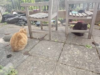 Carry On Catting - the Excellent Cats do what they do best