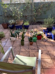 Carry On Catting - the Excellent Cats do what they do best