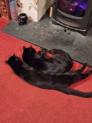 Show me your old cats.