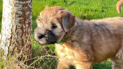 Moving forward with Wheaten Terrier living in the countryside