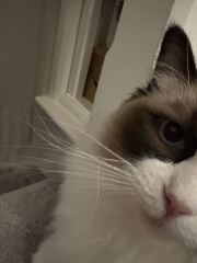 Curled/Bent Whiskers?