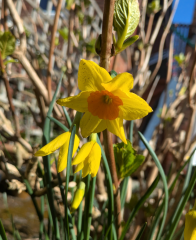 Year round Nigel Slater discussion thread - Part 3