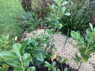 Pruning cherry laurel