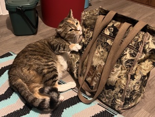 Tired of carrying my evening outfit in a bag under my desk!