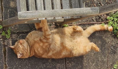 Carry On Catting - the Excellent Cats do what they do best