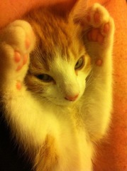 Show me your old cats.