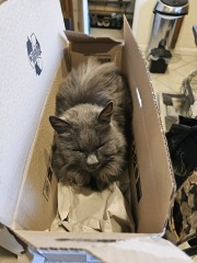 Carry On Catting - the Excellent Cats do what they do best