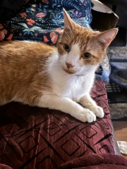 Show me your old cats.