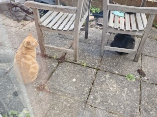 Carry On Catting - the Excellent Cats do what they do best