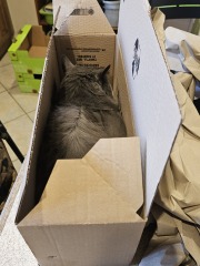 Carry On Catting - the Excellent Cats do what they do best