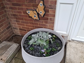 What reasonably priced plants can I put in large pots?