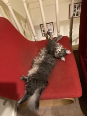 Carry On Catting - the Excellent Cats do what they do best