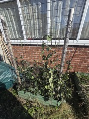 What have you done in the garden today? Part 8