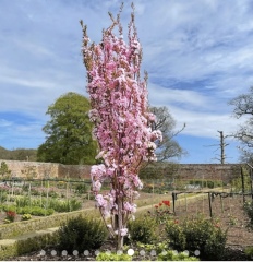 What have you done in the garden today? Part 8