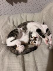 Thanks for the cat photos!
