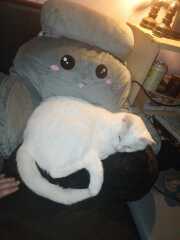 Carry On Catting - the Excellent Cats do what they do best