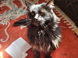 Carry On Catting - the Excellent Cats do what they do best