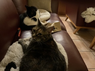 Carry On Catting - the Excellent Cats do what they do best