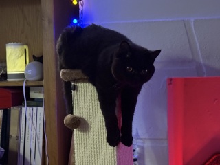 Thanks for the cat photos!