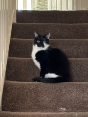 Thread 46 Starmer: Meloj kaj kastoroj sur monbiletoj, arbaro de kolero