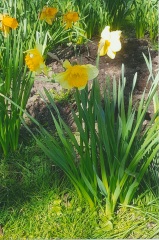 Can anyone ID these typical Surrey daffodils?