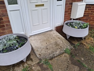 What reasonably priced plants can I put in large pots?