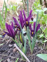 Year round Nigel Slater discussion thread - Part 3