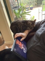 Carry On Catting - the Excellent Cats do what they do best