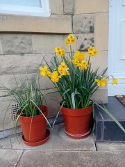 Tulip bulbs - plant BEFORE or AFTER the first frost?