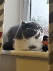 Pampered, Persian, Princess Penelope