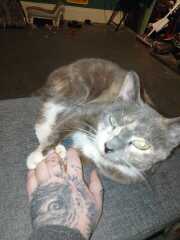 Carry On Catting - the Excellent Cats do what they do best