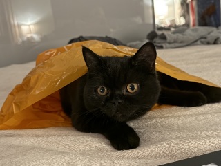 Thanks for the cat photos!