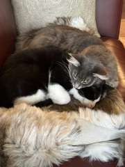 Carry On Catting - the Excellent Cats do what they do best