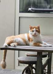 Cats in Dubai - request for help if you can!
