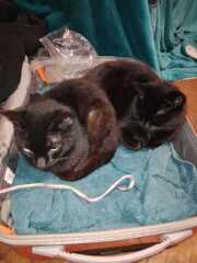 Carry On Catting - the Excellent Cats do what they do best