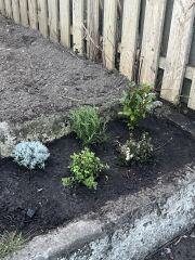 What have you done in the garden today? Part 8