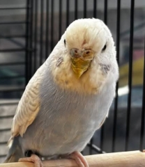 budgie mites?