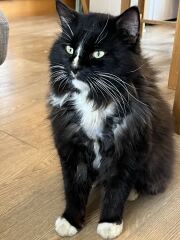 Neglected? cat