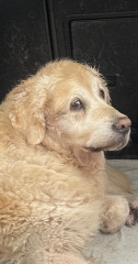 Vet advice… AIBU about costs.