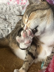 Carry On Catting - the Excellent Cats do what they do best