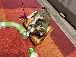 Carry On Catting - the Excellent Cats do what they do best