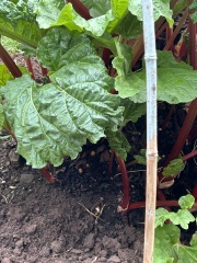 What have you done in the garden today? Part 8