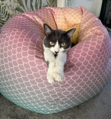 Thanks for the cat photos!