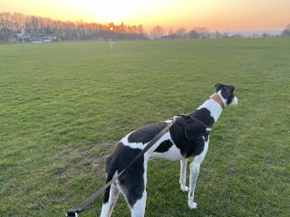 Any advice on breeds?