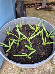 Tulip bulbs - plant BEFORE or AFTER the first frost?