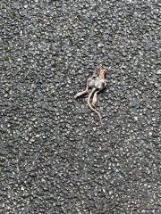 Mouse or rat?!