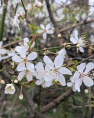 Year round Nigel Slater discussion thread - Part 3