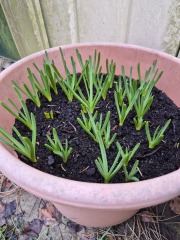 Tulip bulbs - plant BEFORE or AFTER the first frost?
