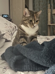 Carry On Catting - the Excellent Cats do what they do best